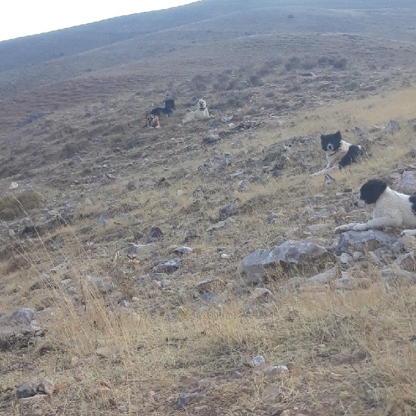 سگ ماده