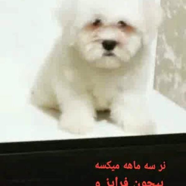 توله های مالتیز بیچونفرایز