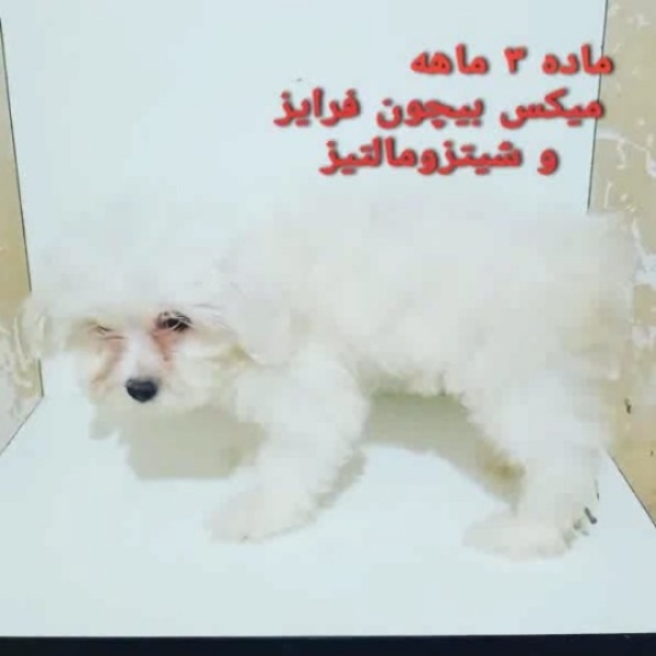 توله های مالتیز بیچونفرایز