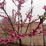 باغ ویلا