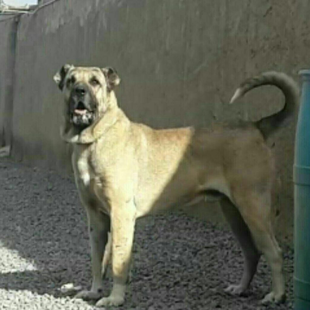 سگ سرابی فوق العاده