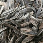 تخمه پزی و تخمه سنقری فقط فقط