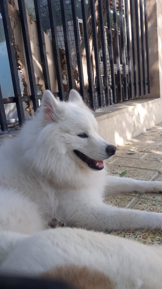 سگ سامویید برفی واکسینه