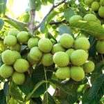 نهالستان و نهال فروشی ایران نهال به مدیریت سجاد همراهی