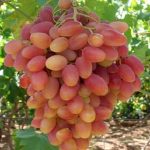 نهالستان و نهال فروشی ایران نهال به مدیریت سجاد همراهی