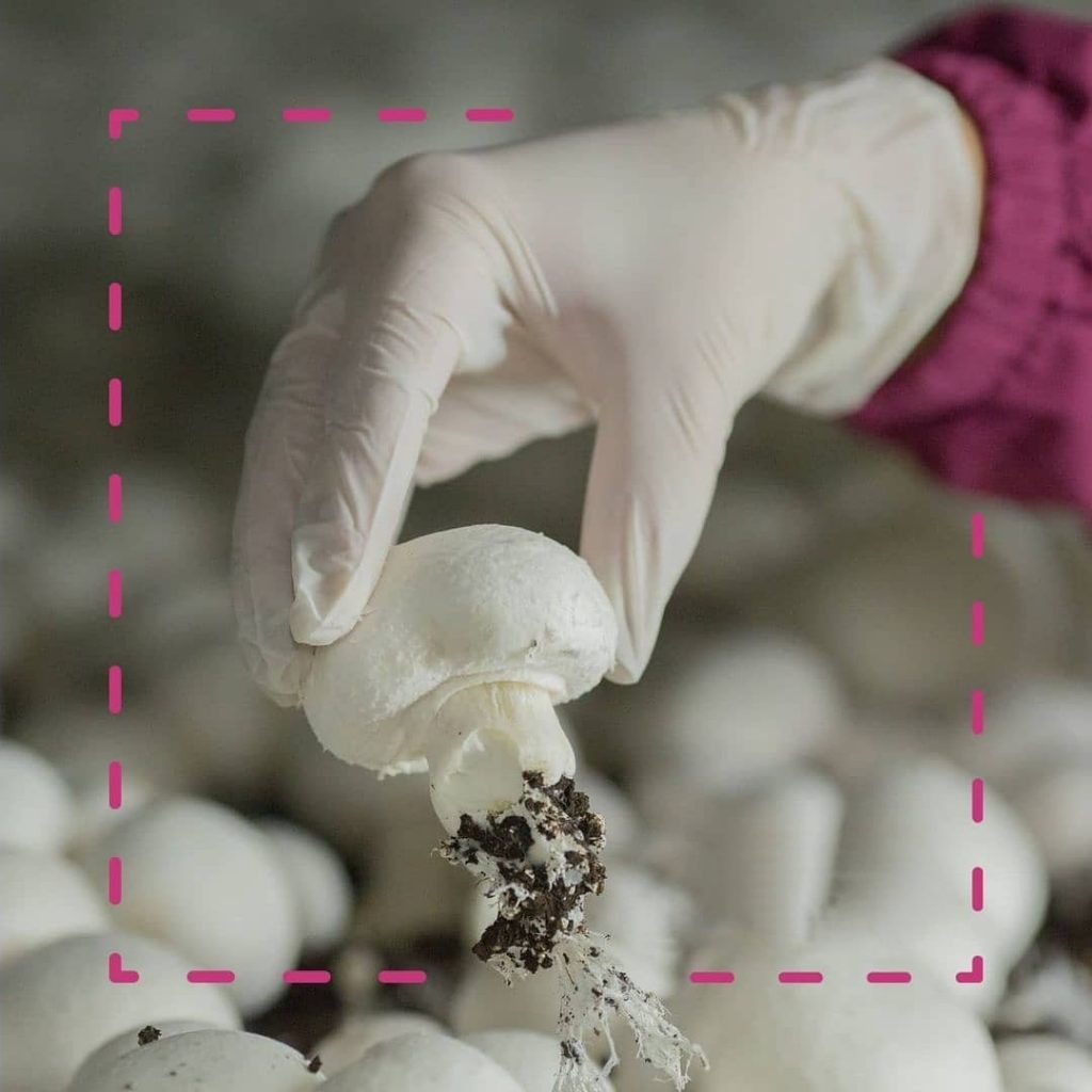 فروش قارچ دکمه ای