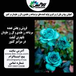 فروش عمده و تک گل رز هلندی درجه یک در کشور