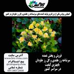 پخش و فروش عمده و تک گل رز هلندی در کشور