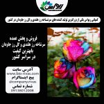 فروش عمده و تک گل رز هلندی درجه یک در کشور