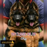 سگ ژرمن کینگ به همراه توله ژرمن کینگ اصیل