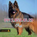 سگ ژرمن کینگ به همراه توله ژرمن کینگ اصیل