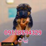 خرید و فروش سگ ژرمن شولاین موکوتاه توله و بالغ