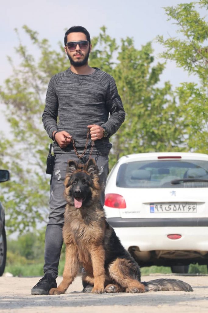 خرید و فروش سگ ژرمن بلک و ژرمن شپرد شولاین