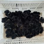 جوجه گلین لری اصیل نژاددار زیرمرغی پرخط و خال ۱۵ روزه