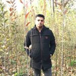 نهالستان شاهین توللی تولید و فروش انواع نهال پیوندی اصلاح شده و زودبازده