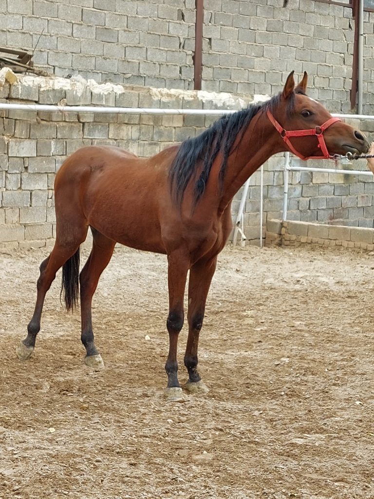 خرید فروش نریان و مادیان عرب