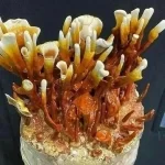 قارچ دارویی گانودرما(پادشاه گیاهان دارویی)