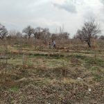 فروش باغ و باغ پسته ۲ ساله