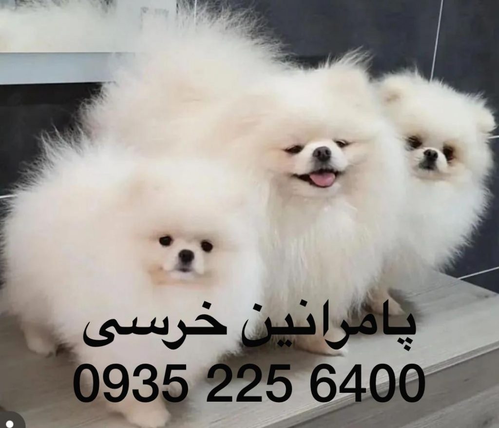 فروش سگ پامرانین خرسی و روباهی