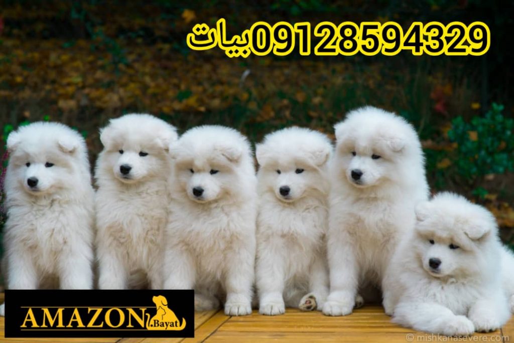 سگ ساموید ، توله ساموید ، فروش سگ