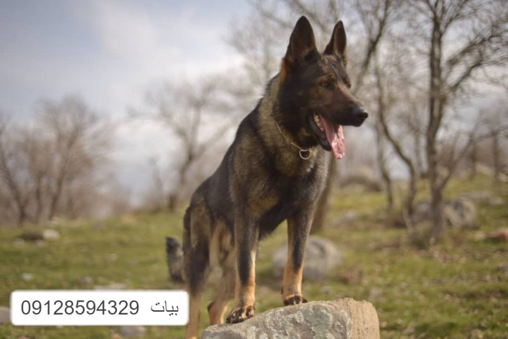 قیمت سگ ژرمن سیبل خرید سگ فروش سگ