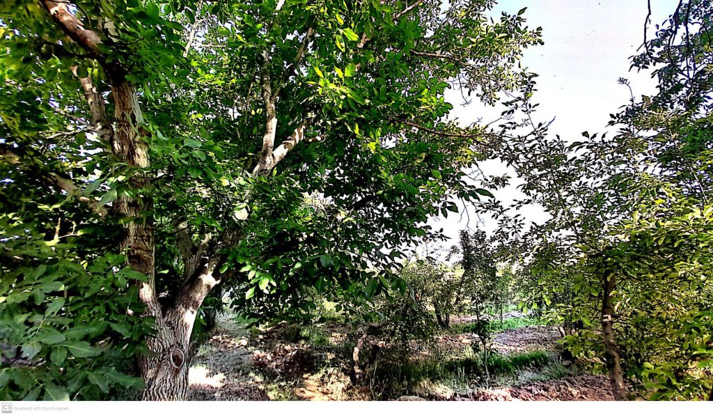 باغ میوه