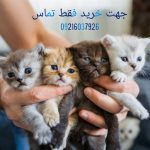 خرید بچه گربه ارزان|قیمت گربه ارزان|قیمت گربه فنجونی دیوار|قیمت گربه دیوار|قیمت گربه پرشین۱۴۰۲|قیمت گربه پرشین دیوار