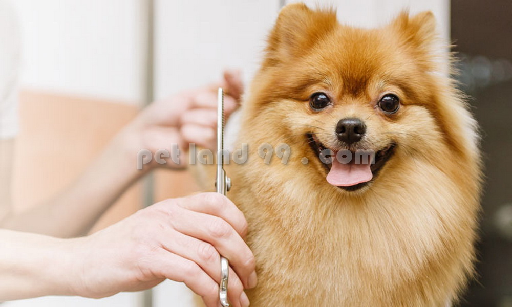 آرایشگر حرفه ای سگ