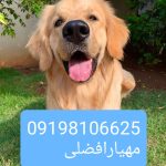 گلدن رتریور