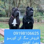 فروش سگ کنکورسو توله سگ کنکورسو