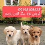 گلدن رتریور سگ گلدن رتریور فروشی