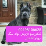 فروش سگ کن کورسو فروش توله سگهای کن کورسو