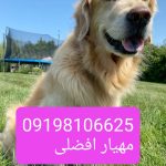 گلدن رتریور فروش سگ گلدن رتریور