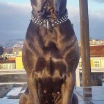 فروش سگ نگهبان فروش سگ آپارتمانی