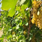 ۵۰۰ متر باغ سند تک برگ ۲۰۰ ملیون