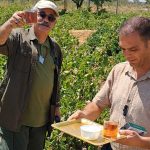 ۵۰۰ متر باغ سند تک برگ ۲۰۰ ملیون