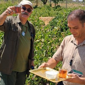 ۵۰۰ متر باغ سند تک برگ ۲۰۰ ملیون