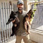 فروش 4 قلاده توله ژرمن کینگ