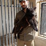 فروش 4 قلاده توله ژرمن کینگ