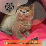 فروش سگ پامرانین کرج