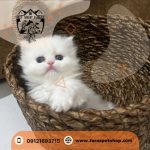 پت شاپ نیاوران فرمانیه
