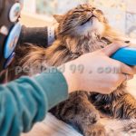 آموزش آرایشگری حیوانات