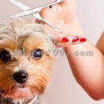 آموزش آرایشگری حیوانات