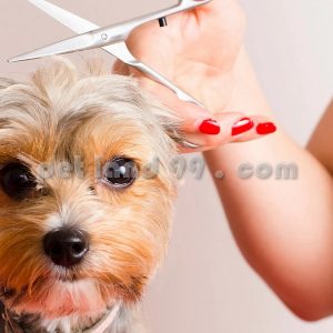 آموزش آرایشگری حیوانات