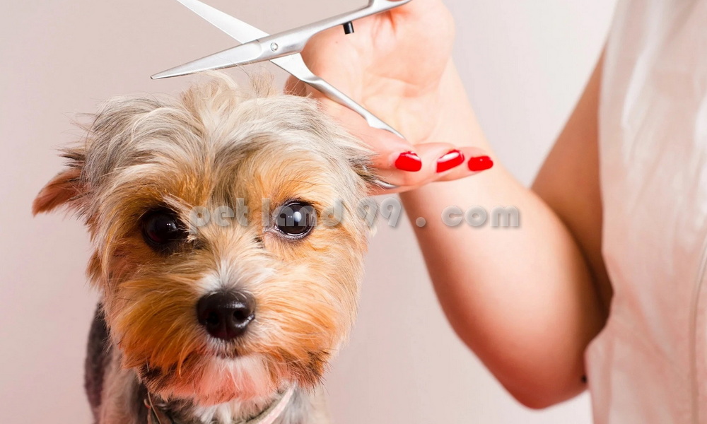 آموزش آرایشگری حیوانات