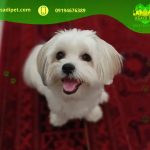 فروش سگ پاکوتاه تربیت شده اندرزگو