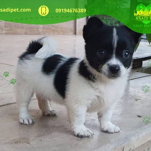 فروش سگ پاکوتاه تربیت شده اندرزگو