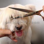 قیمت آموزش آرایش حیوانات خانگی
