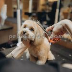 قیمت آموزش آرایش حیوانات خانگی