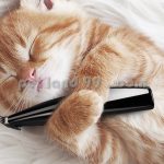 آموزش اصلاح موی گربه ارزان